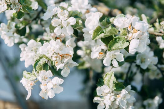 Blooming Apple tree branches with white flowers close-up, spring nature background