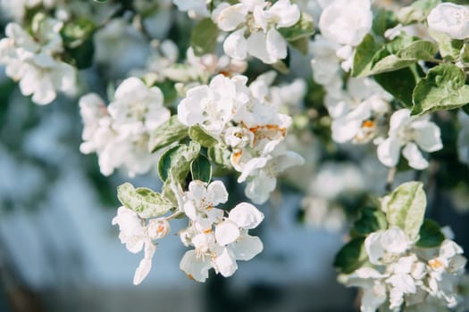 Blooming Apple tree branches with white flowers close-up, spring nature background