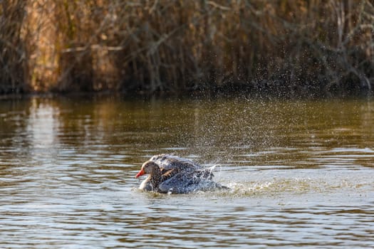 Rural scene with a duck hen flapping and splashing in sunny spring and squirting many drops of water