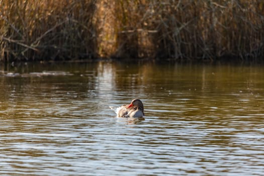 A female mallard duck swims in a calm body of water in springtime in Europe