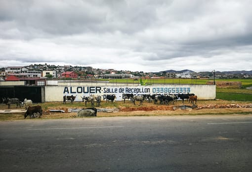 Mandraka, Madagascar - April 25, 2019: Zebu cattle (typical for Madagascar) grazing in front of concrete wall with advertisement, next to main asphalt road, city buildings in background on cloudy day