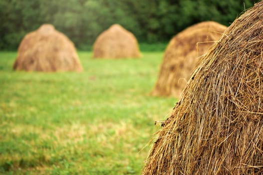 Dry straw haystacks on a green meadow, blurred trees in background