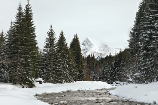 Morning on winter river, trees on both sides, and snow covered shores, Mount Krivan - Slovak symbol and clear sky above in distance