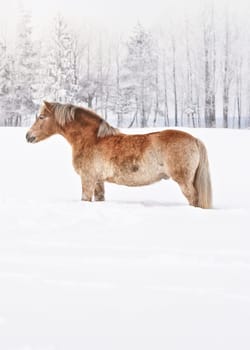 Light brown haflinger horse standing on snow covered field in winter, blurred trees background, space for text lower part