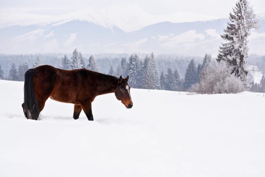 Older dark brown horse walks slowly over snow covered field in winter, blurred trees and mountains in background