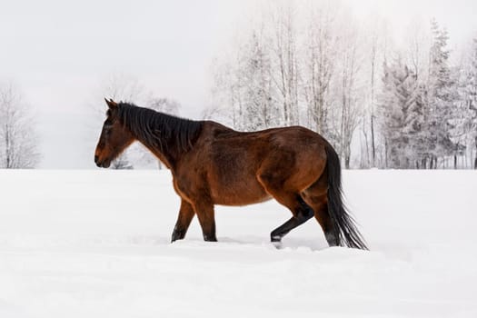 Dark brown horse walks on snow covered field in winter, blurred trees in background, view from side