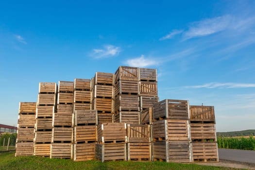A large stack of wooden boxes for picking apples in an apple orchard on a Belarusian farm.
