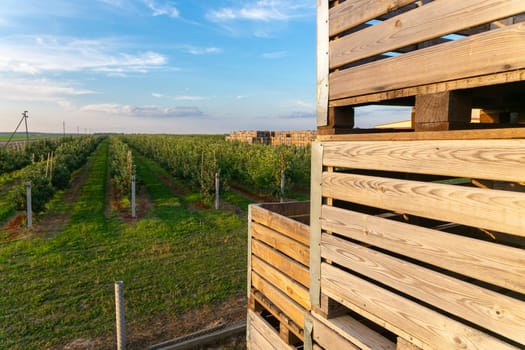 A large stack of wooden boxes for picking apples in an apple orchard on a Belarusian farm.