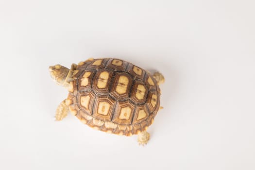 In this isolated portrait, a little African spurred tortoise reveals the beauty of its unique design and cute features against a white background.