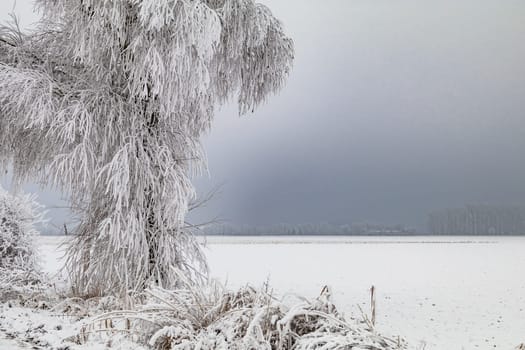 Ice crystals on the branches of a snow-covered tree in front of a dark sky in winter