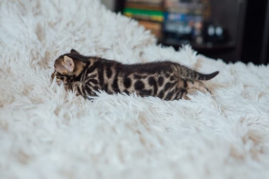Cute bengal one month old kitten on the white fury blanket close-up.