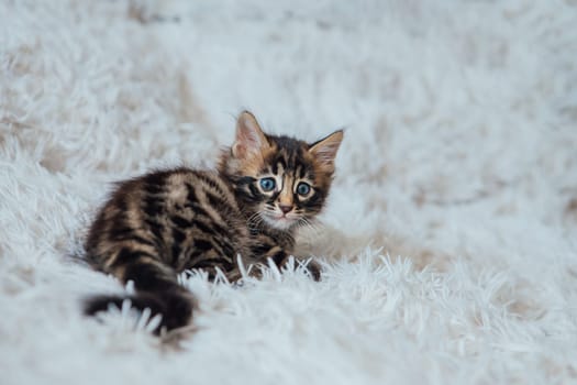 Cute bengal one month old kitten on the white fury blanket close-up.