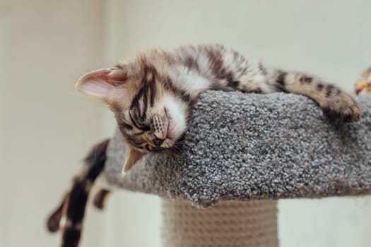 Young cute bengal kitten laying on a soft cat's shelf of a cat's house indoors. Top view.