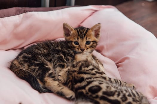 Close-up faces of cute bengal one month old kittens laying on the cat's pillow