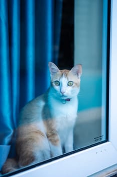 Serious cat sitting inside room looking out through big glass window, exploring world around.