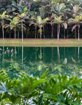 Tropical palms beside a tranquil pond reflect surrounding greenery.