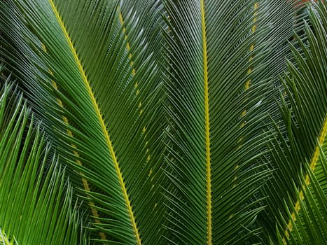 Close up of a green palm leaf. Natural background and texture. High quality photo