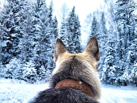 Dog German Shepherd in forest or in park in a winter day and white snow arround. Waiting eastern European dog veo and white snow