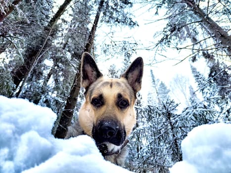 Dog German Shepherd in forest or in park in a winter day and white snow arround. Waiting eastern European dog veo and white snow