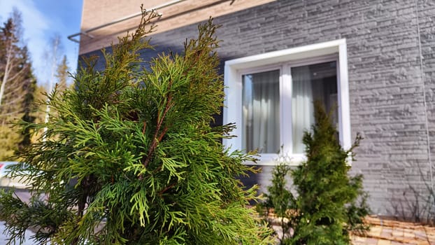 Small thuja cypress is an evergreen tree in the courtyard of the house in early spring or winter. Plants in the garden after winter