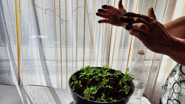 Planting marigold flowers in a pot. Reproduction of plants in spring. Young flower shoots and greenery for the garden. The hands of elderly woman, bucket of earth, green bushes and twigs with leaves