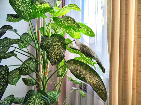 Dieffenbachia plant in a pot on a stool by the window. Retro interior in light colors. Background with plant with green leaves and fabric