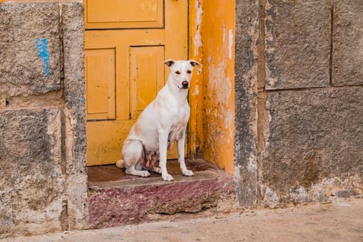 A dog guards the entrance of a house on a step in Sal Rei, Boa Vista Island, Cape Verde Islands