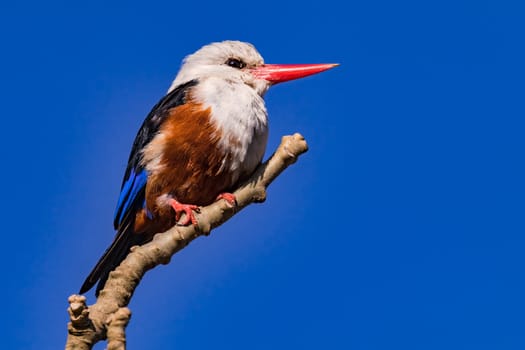 A colorful kingfisher of the species gray-headed kingfisher sits wild on a branch on the island of Santiago, Cape Verde Islands