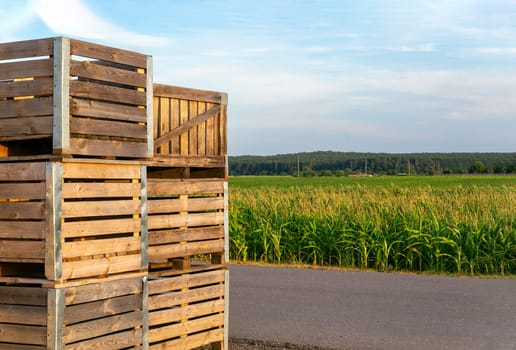 A large stack of wooden boxes for picking corn on a field on a Belarusian farm.