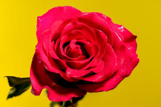 Beautiful red tea rose isolated on yellow background. Flower head close-up.