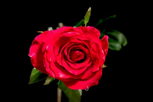 Red tea rose on a black background. Flower head close-up.