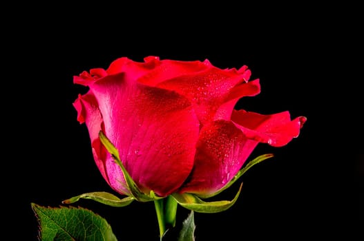 Red tea rose on a black background. Flower head close-up.