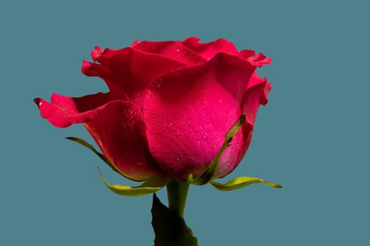 Red tea rose on a blue background. Flower head close-up.