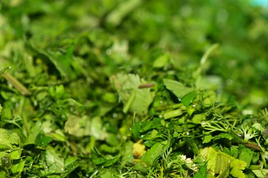 chopped cilantro for salad in the kitchen 1