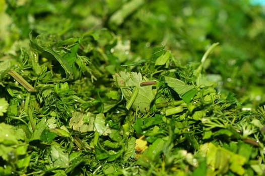 chopped cilantro for salad in the kitchen