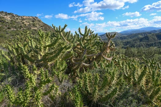 cactus in Cyprus in winter against the sky 2