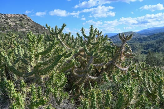 cactus in Cyprus in winter against the sky 1