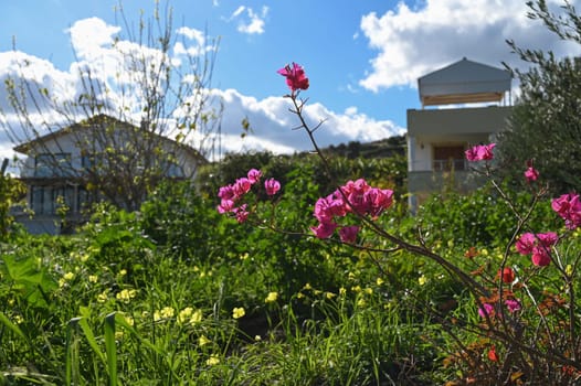 red flowers on a winter day in Cyprus