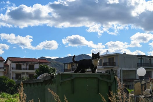 a cat walks through a garbage container in Cyprus in winter 1