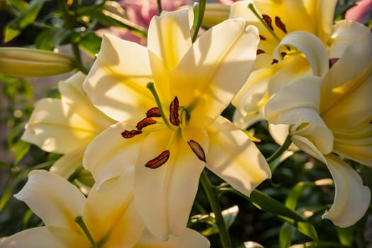 The flower of a yellow lily growing in a summer garden.