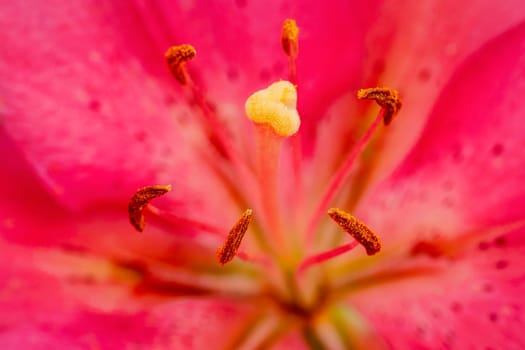 Pink lily flower.Closeup of lily spring flowers. Beautiful lily flower in lily flower garden. Flowers, petals, stamens and pistils of large lilies on a flower bed.