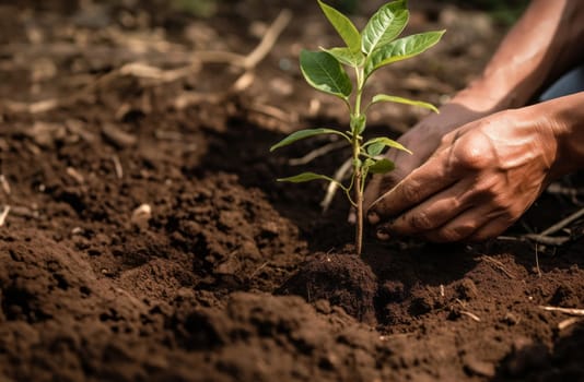 hands from a close-knit community come together to plant a young sapling, symbolizing collective growth, environmental stewardship, and the nurturing bond between people and nature.Generated image.