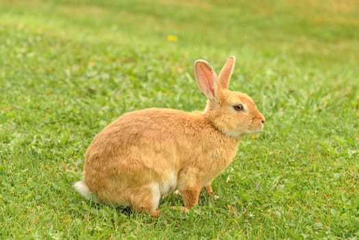 Peach rabbit in a wild on green lawn background.