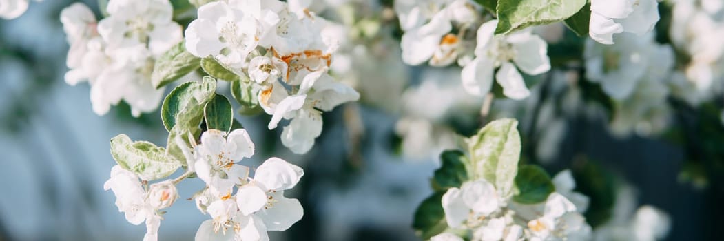 Blooming Apple tree branches with white flowers close-up, spring nature background