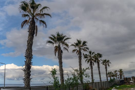 palm trees on the shores of the Mediterranean sea in winter in Cyprus