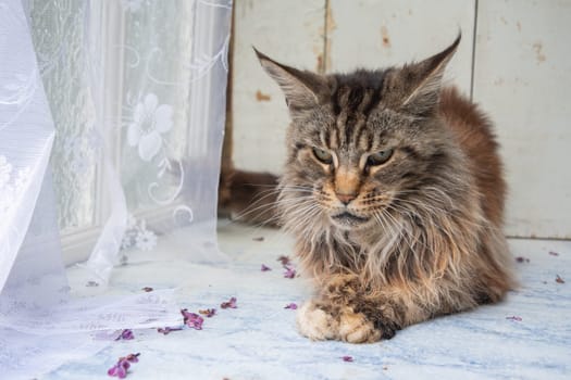 a brown fluffy Maine Coon cat sits with his paws folded on the windowsill, keeping purebred pets in an apartment, high quality photo