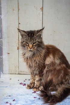 a brown fluffy Maine Coon cat sits with his paws folded on the windowsill, keeping purebred pets in an apartment, high quality photo