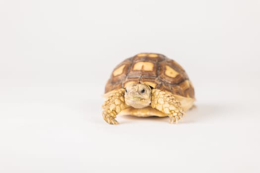 African spurred tortoise, or sulcata tortoise, is featured in this isolated portrait, emphasizing the beauty of its unique design and cute features against a white background.