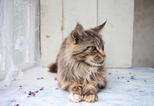 a brown fluffy Maine Coon cat sits with his paws folded on the windowsill, keeping purebred pets in an apartment, high quality photo