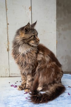 a brown fluffy Maine Coon cat sits with his paws folded on the windowsill, keeping purebred pets in an apartment, high quality photo